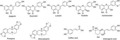 Discovery of quality markers of Meconopsis quintuplinervia based on an absorption-based metabolite approach and rapid quantification using polarity-switching UPLC-QQQ-MS/MS